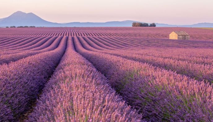 Nam in risus in elit hendrerit feugiat